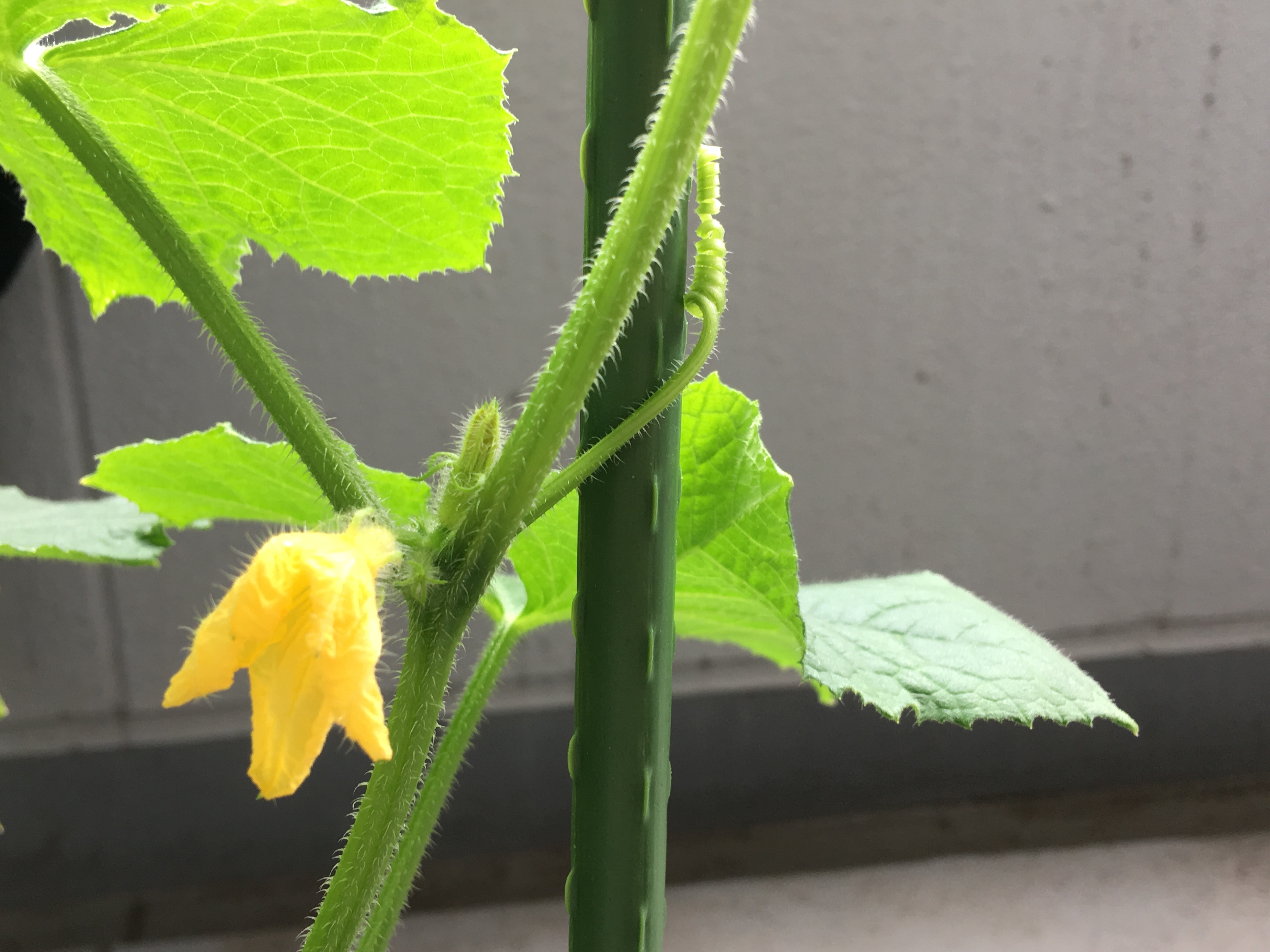 きゅうりの茎が割れる つる割れ病なの 家庭菜園チャレンジ ブログ