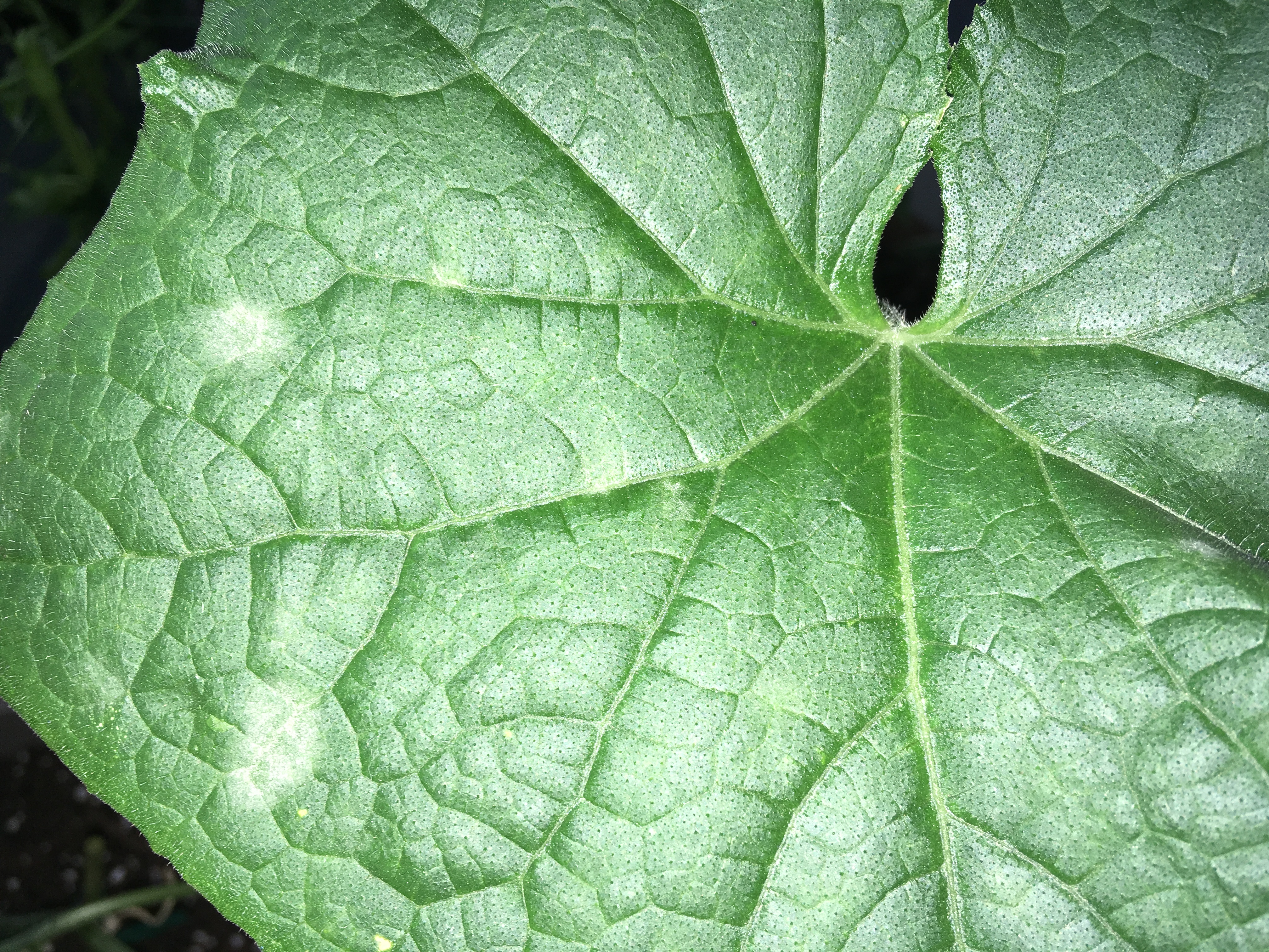 きゅうりの葉っぱに白い斑点が 病気なの 対策を調査 家庭菜園チャレンジ ブログ