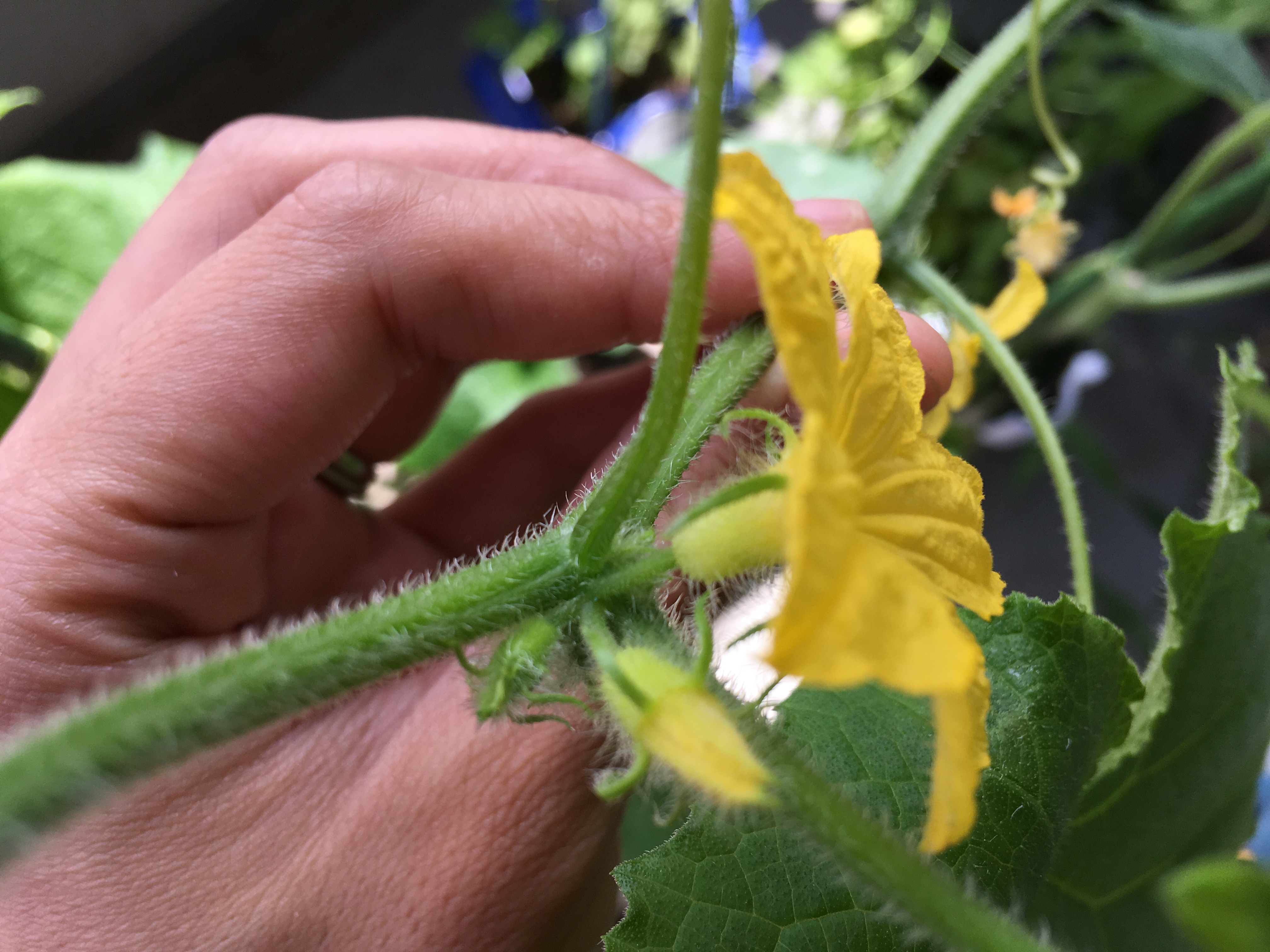 きゅうりの花が落ちる 雄花ばかり咲く理由はある 家庭菜園チャレンジ ブログ