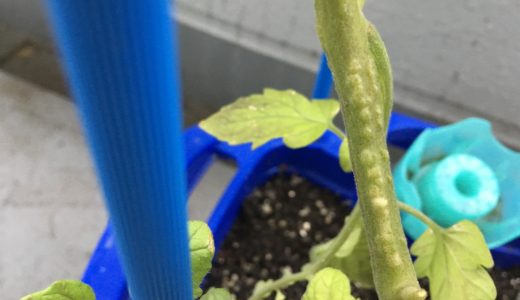 ミニトマトの茎がブツブツしているのは病気？