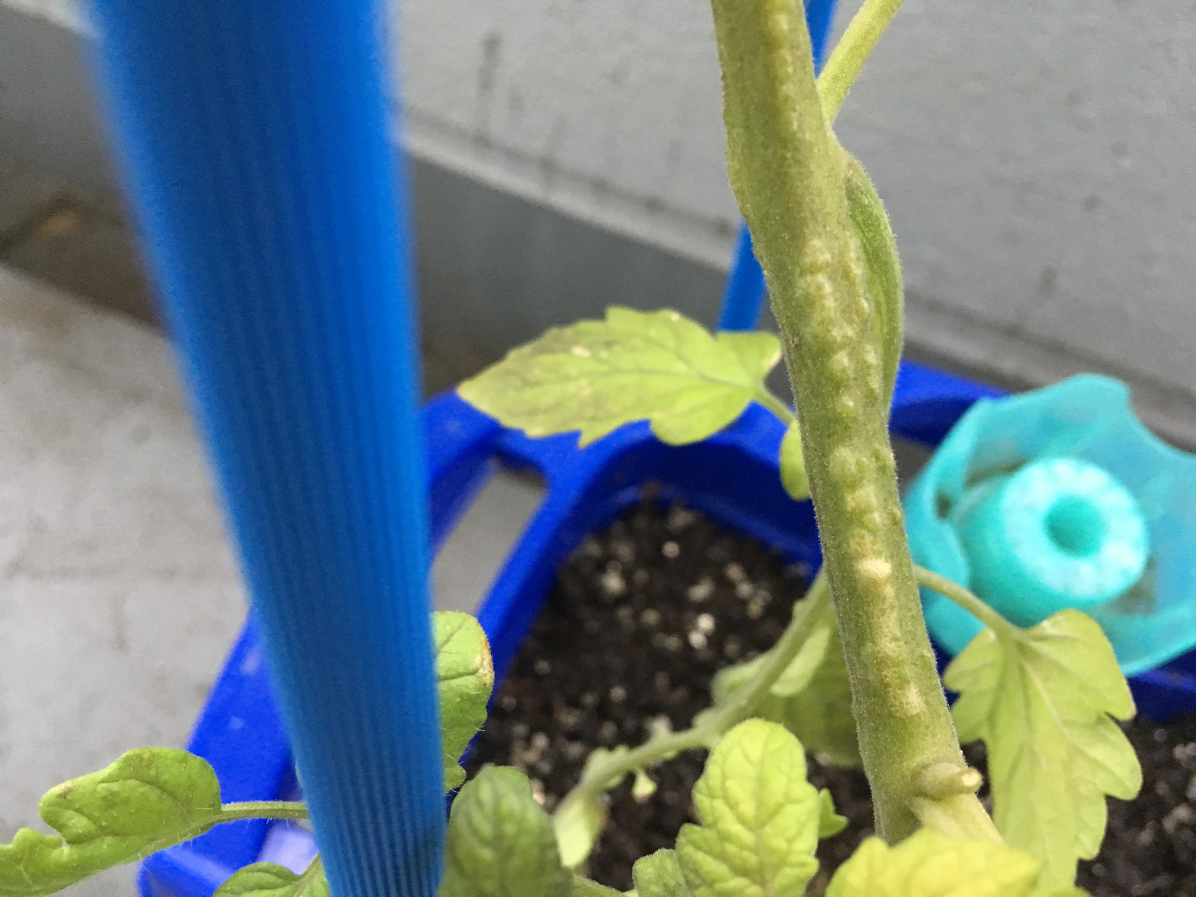 ミニトマトの茎がブツブツしているのは病気 家庭菜園チャレンジ ブログ