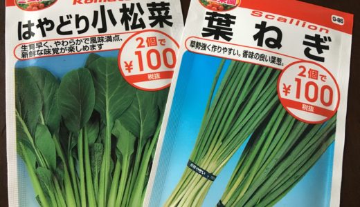 (10月に種まきできる野菜で初心者も簡単なもの)小松菜にチャレンジ！