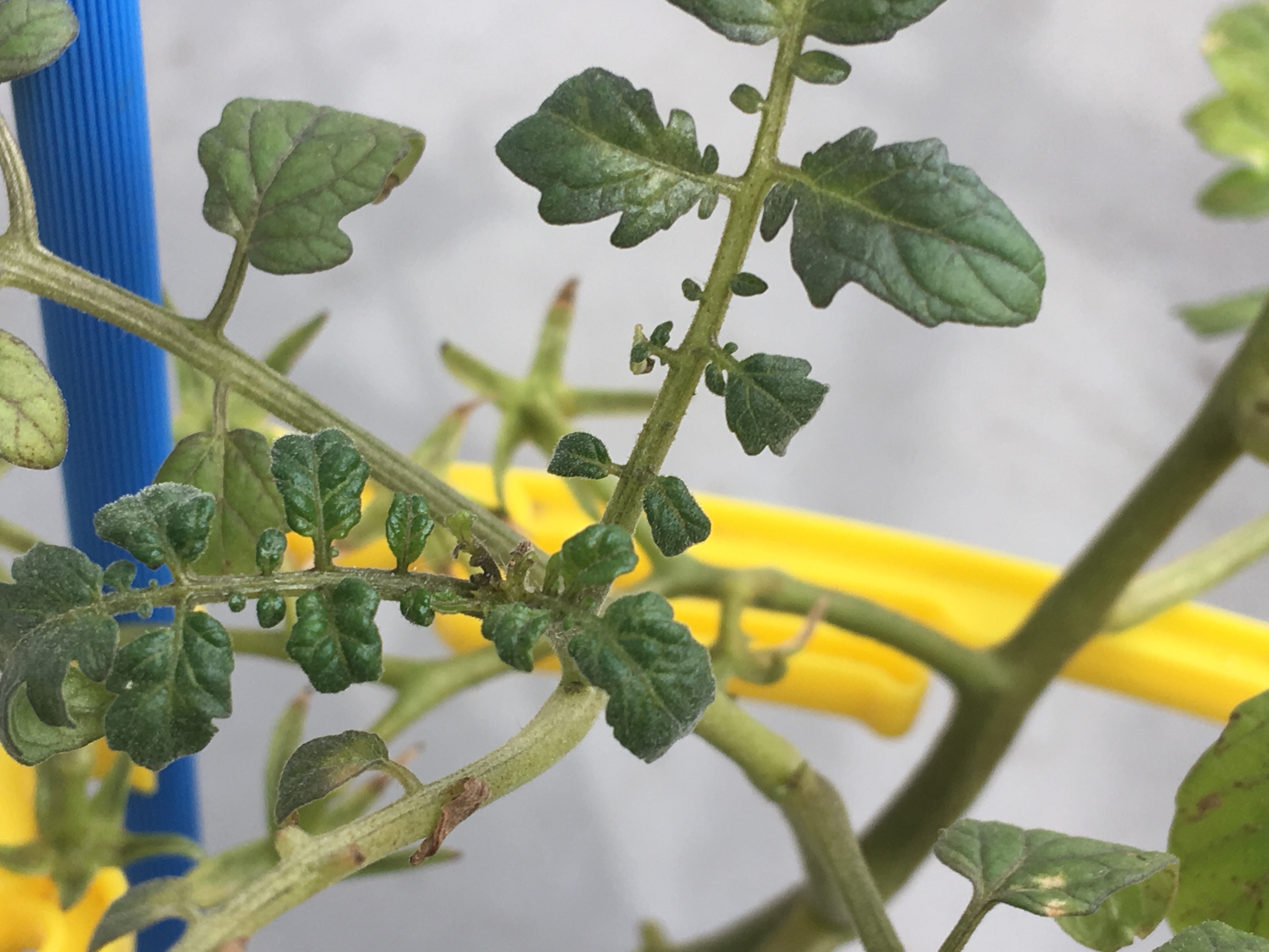 ミニトマトの脇芽の見分け方は 脇芽かきを初めてやってみた 家庭菜園チャレンジ ブログ