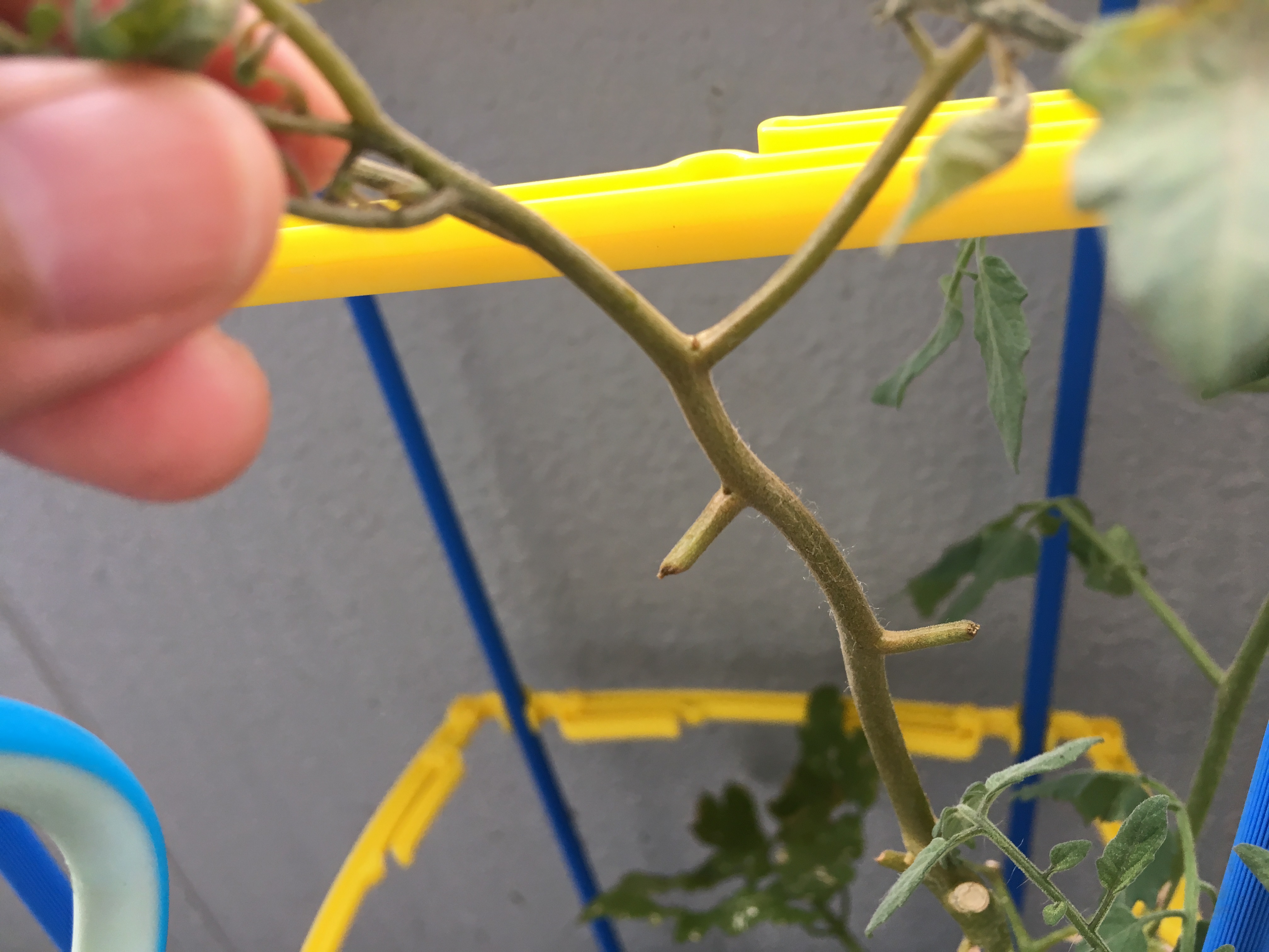 ミニトマトの茎が茶色に変色して葉が枯れてきた 原因を調査しました 家庭菜園チャレンジ ブログ