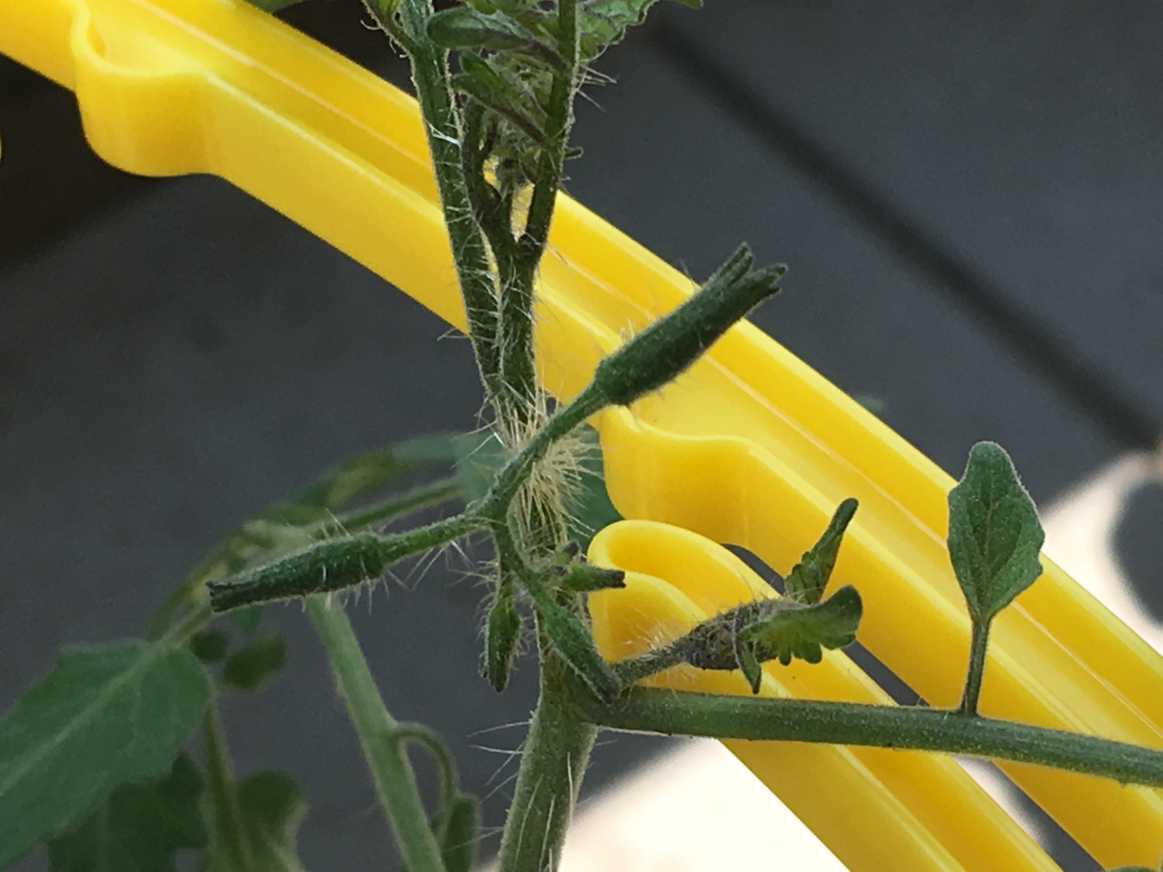 ミニトマトに蕾がつかない 効果的な３つの方法 家庭菜園チャレンジ ブログ