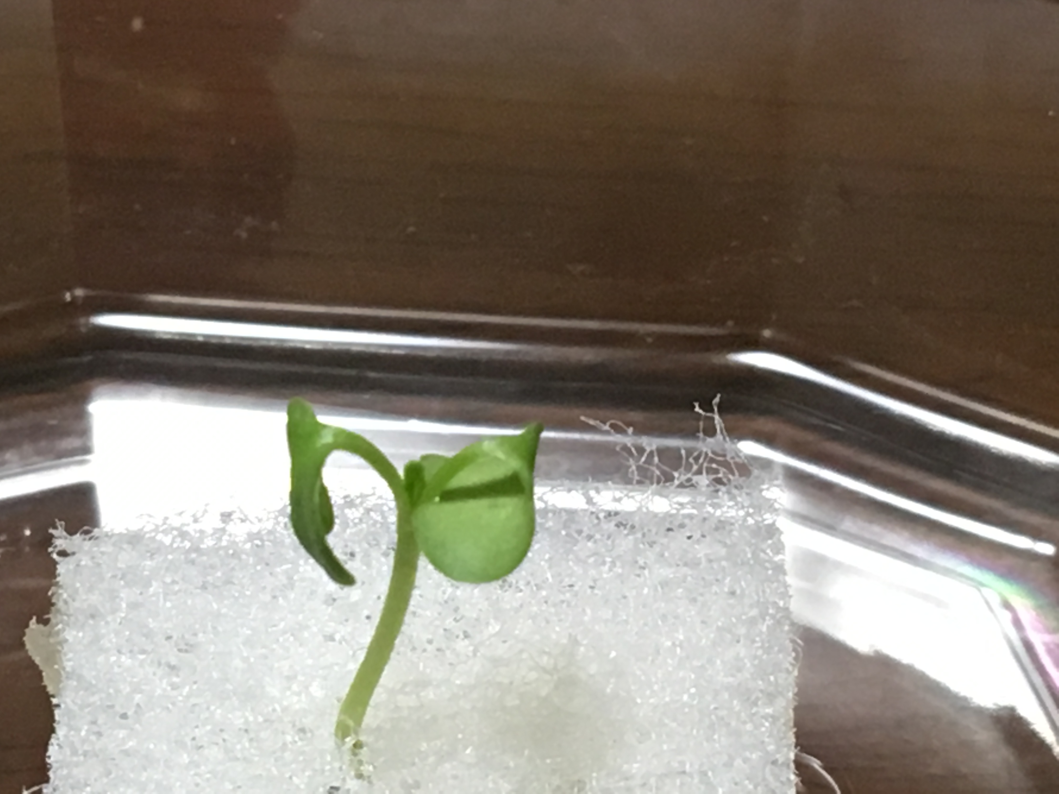 水耕栽培の小松菜の成長 スポンジ培土 本葉が出てきた 15日目 家庭菜園チャレンジ ブログ