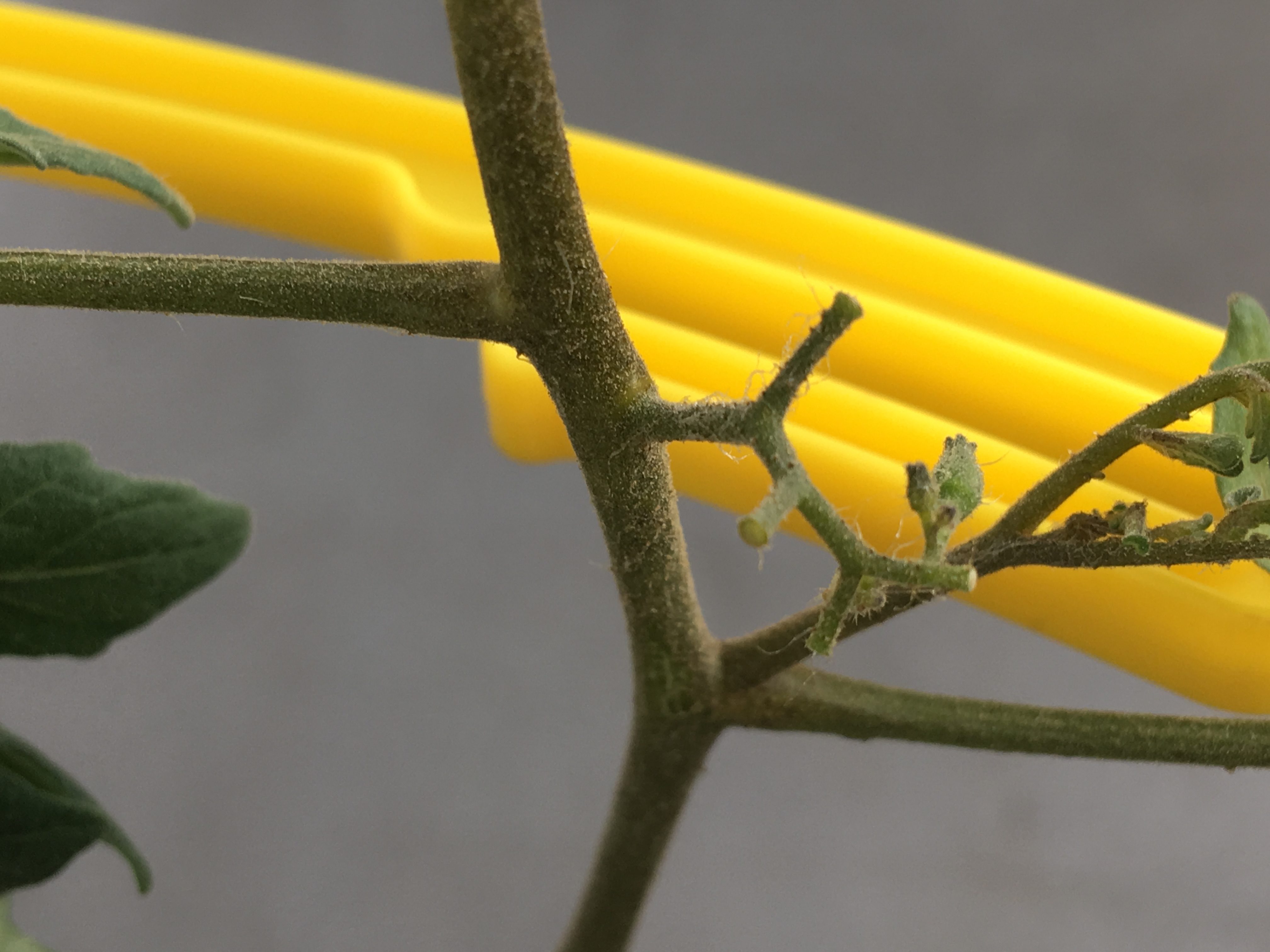 ミニトマトが蕾のまま落ちる原因は 落ちなかったものと比較してみた 家庭菜園チャレンジ ブログ