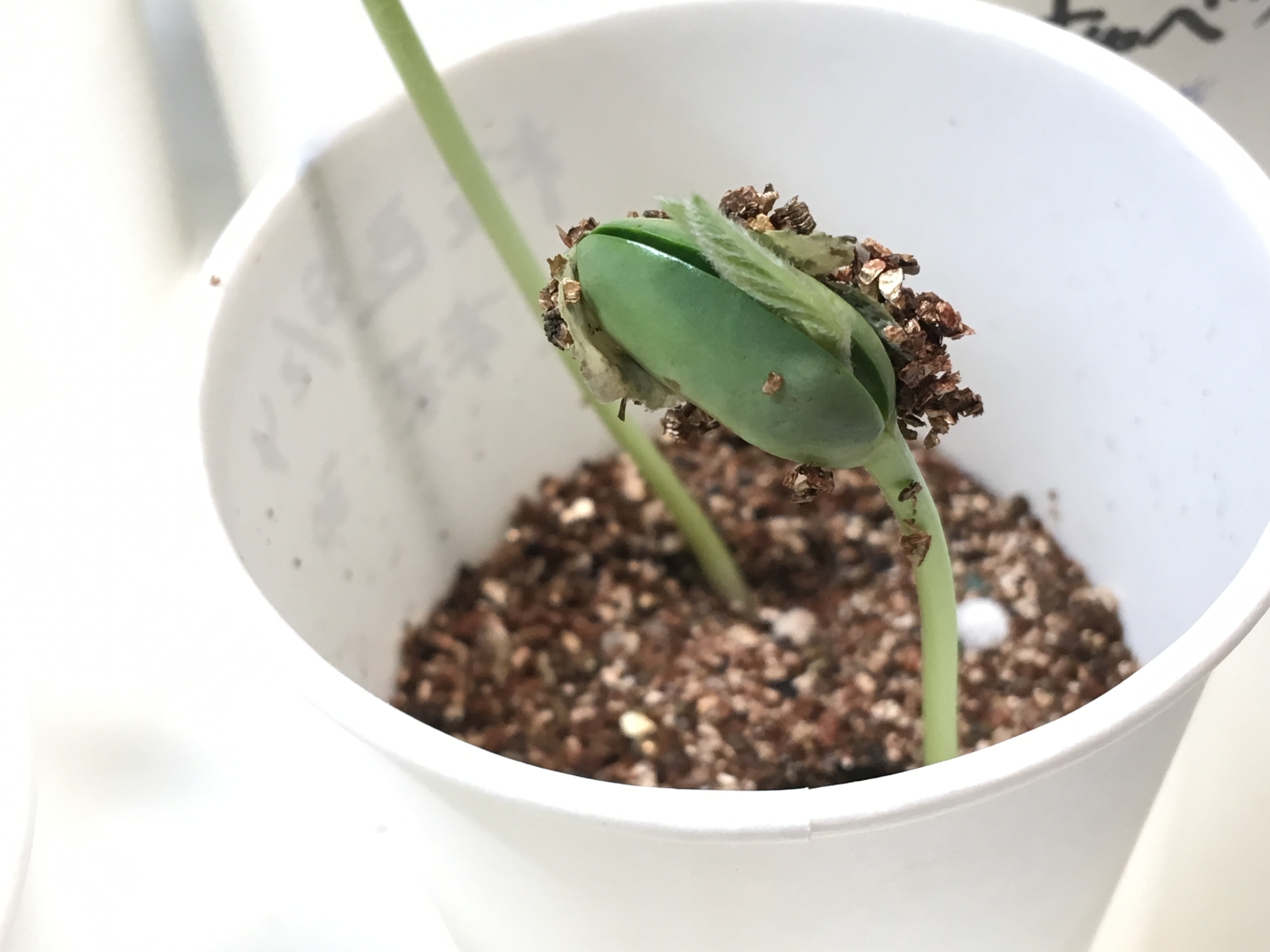 枝豆の家庭菜園での難易度はどのくらい 発芽しない原因も調査 家庭菜園チャレンジ ブログ