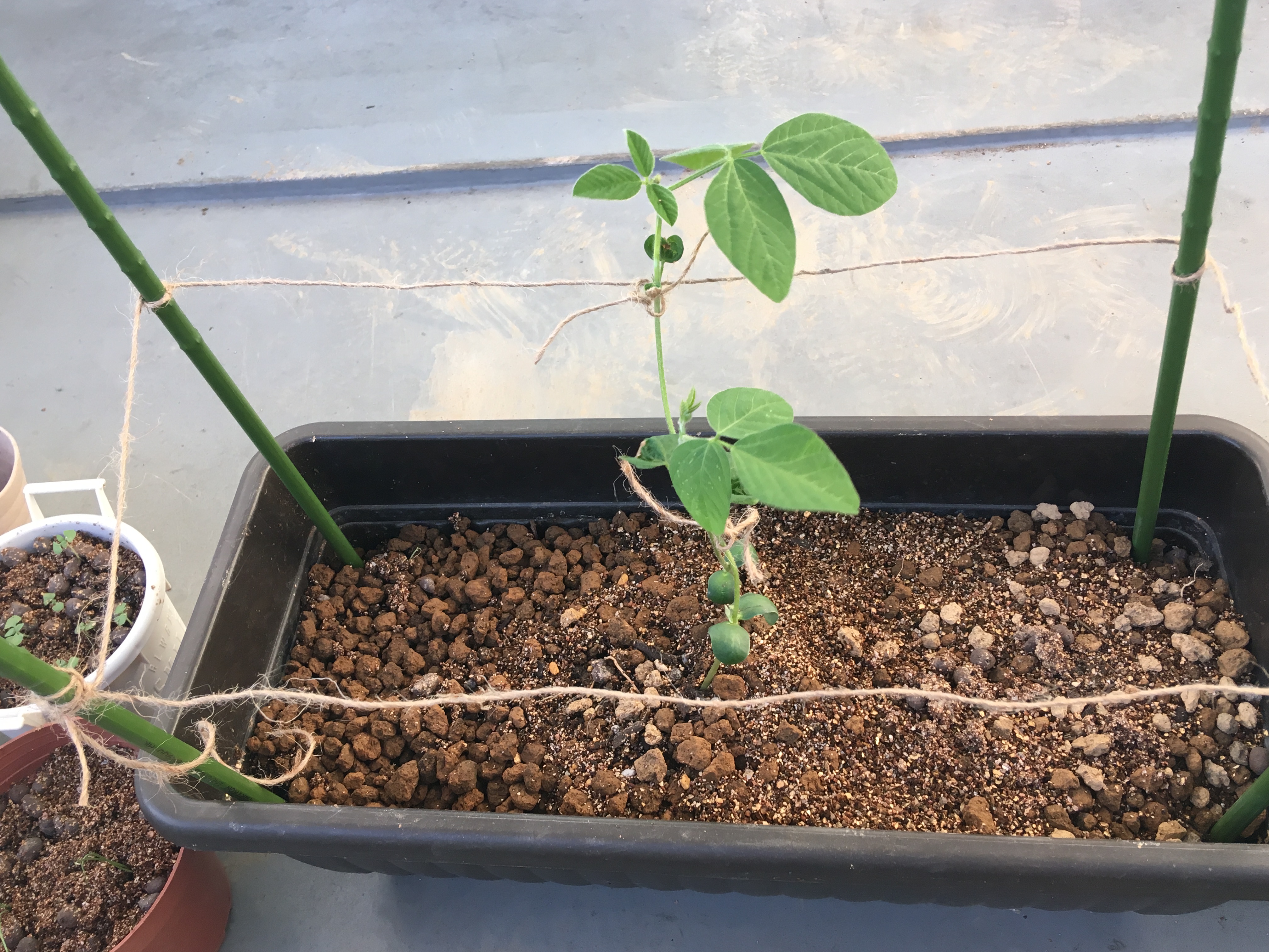 枝豆の家庭菜園での育て方 プランター 1番美味しい収穫の目安もご紹介 家庭菜園チャレンジ ブログ