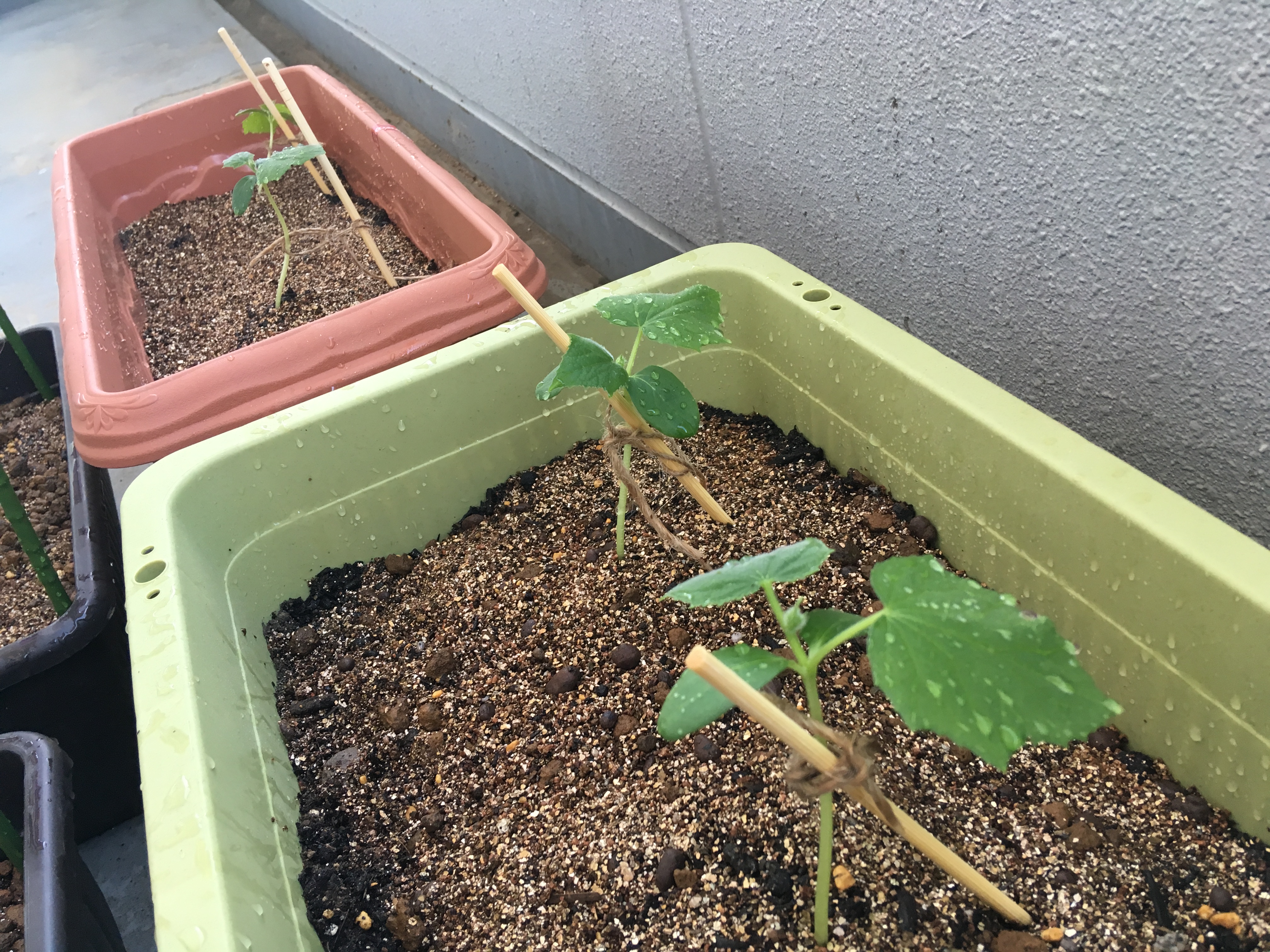 きゅうりの植え付けの時期 本葉の3枚目が出たので植え付けしました 家庭菜園チャレンジ ブログ