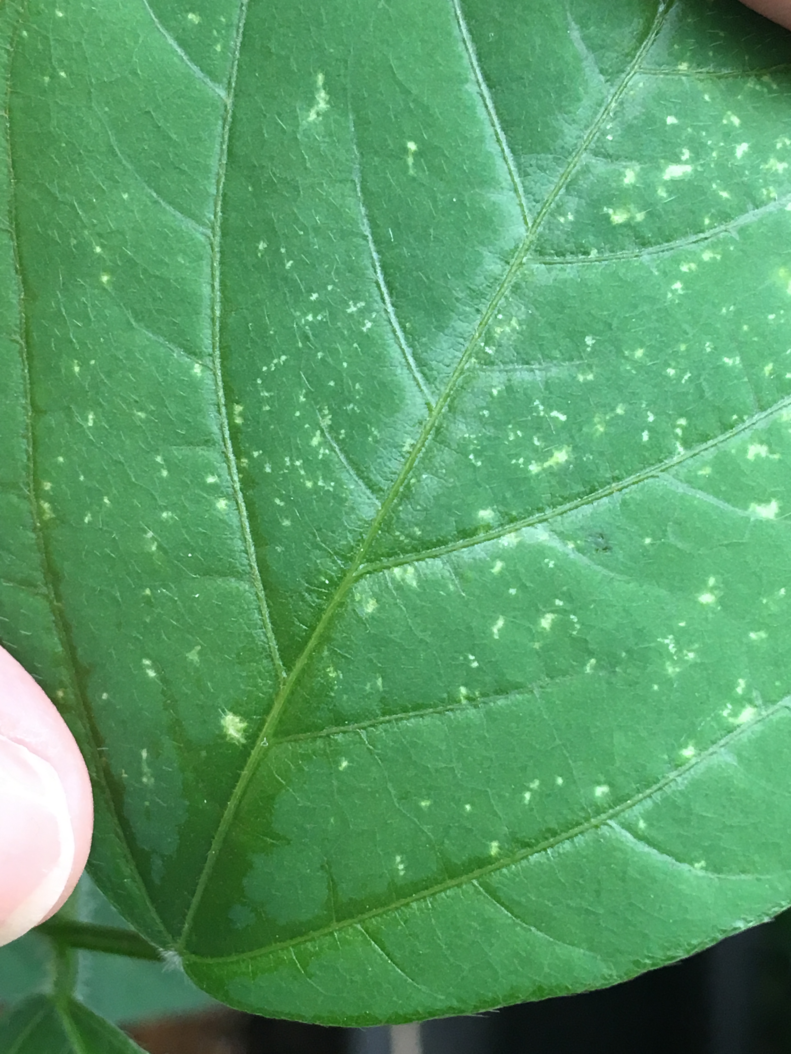 プランターの枝豆の虫対策その２ 効果的だった方法 種まきから34日目 家庭菜園チャレンジ ブログ